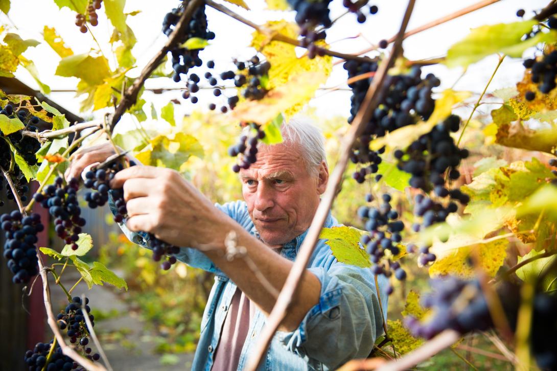 Druiven maken de wijn, eigenschappen van druiven en smaken van de wijn