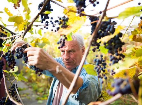 Druiven maken de wijn, eigenschappen van druiven en smaken van de wijn
